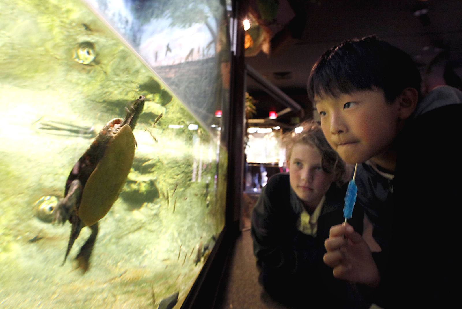 Zoo Feature